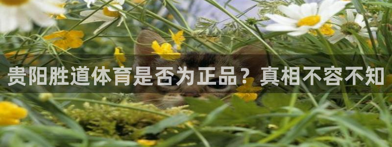 贵阳胜道体育是否为正品？真相不容不知